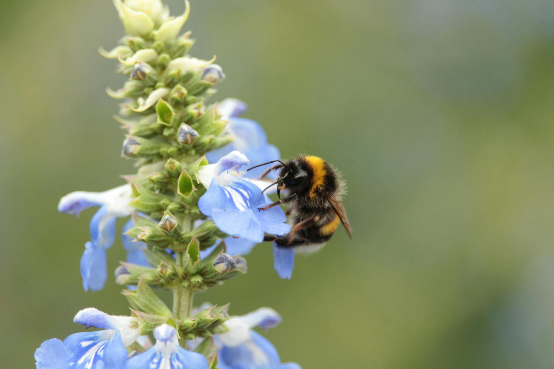 10 wirkungsvolle Tipps, um Wildbienen wirklich zu unterstützen