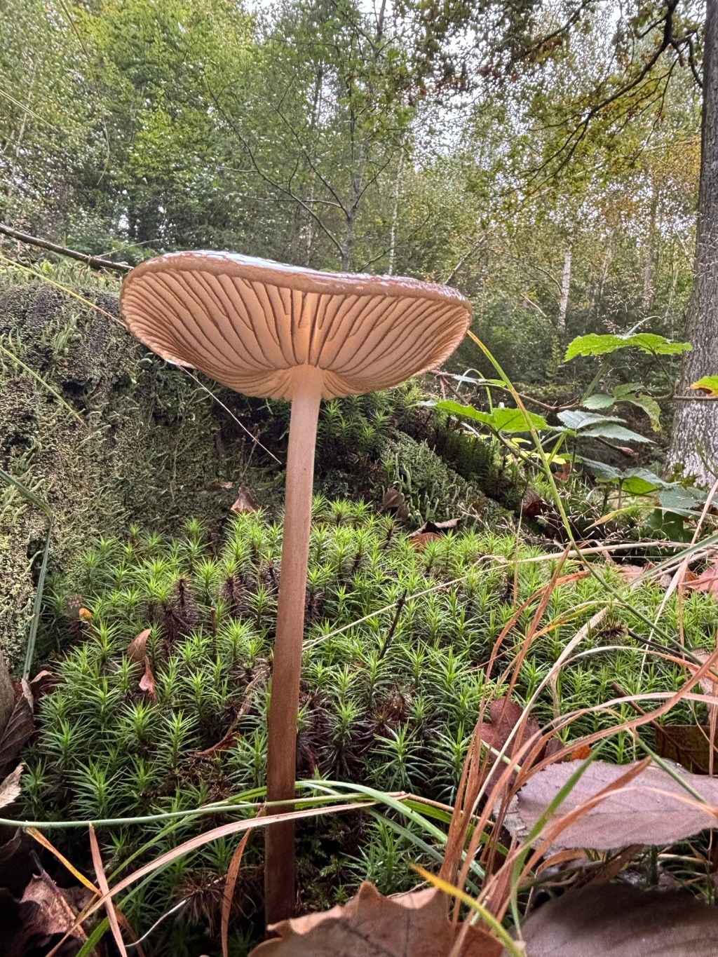 Pilze mit Kindern sammeln – ganz ohne Verwechslungsrisiko