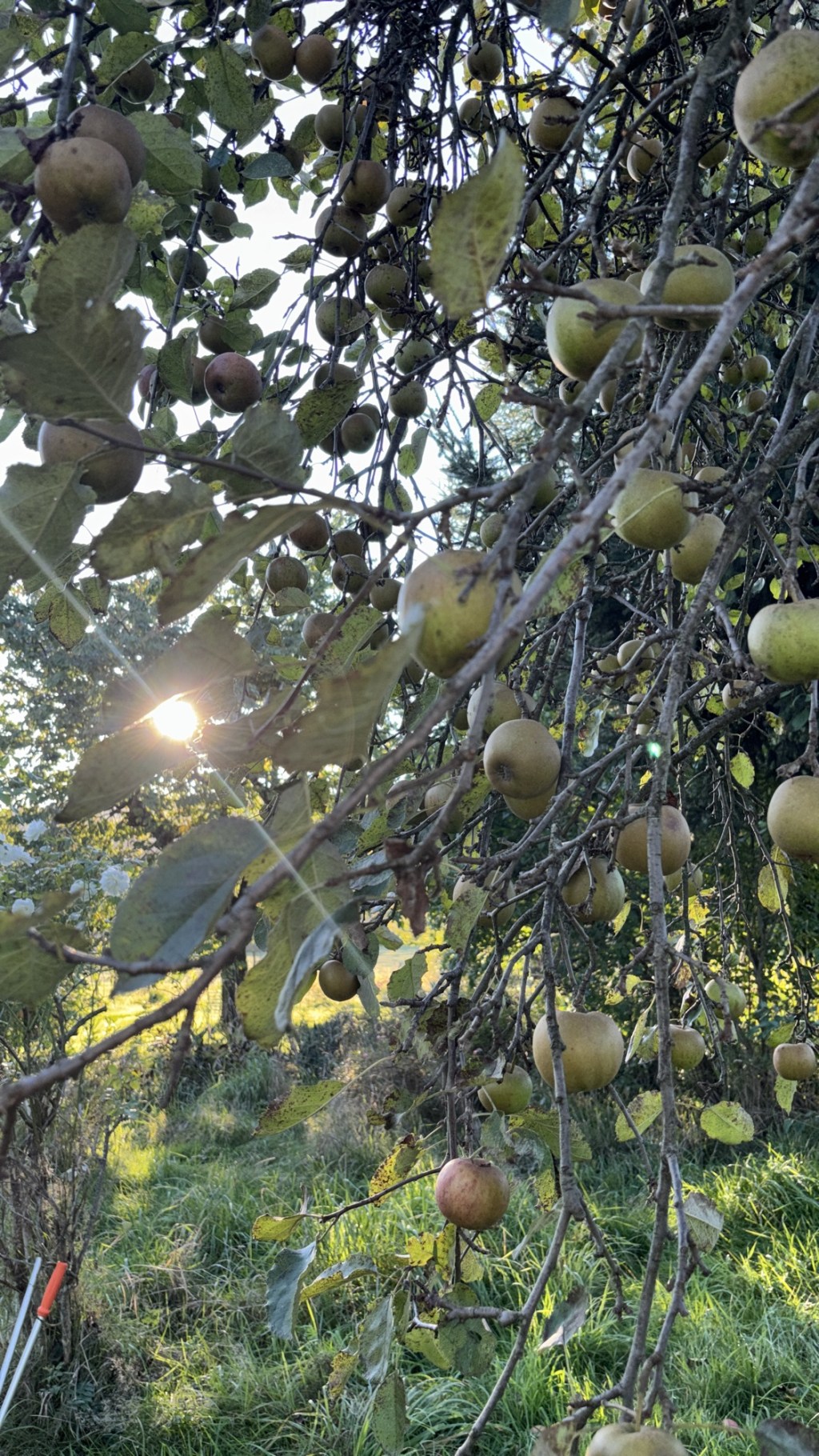 Dein Herbstgarten: Gärtnern mit Kindern leicht&nbsp;gemacht