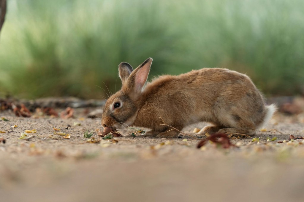 Handout Wildkräuter