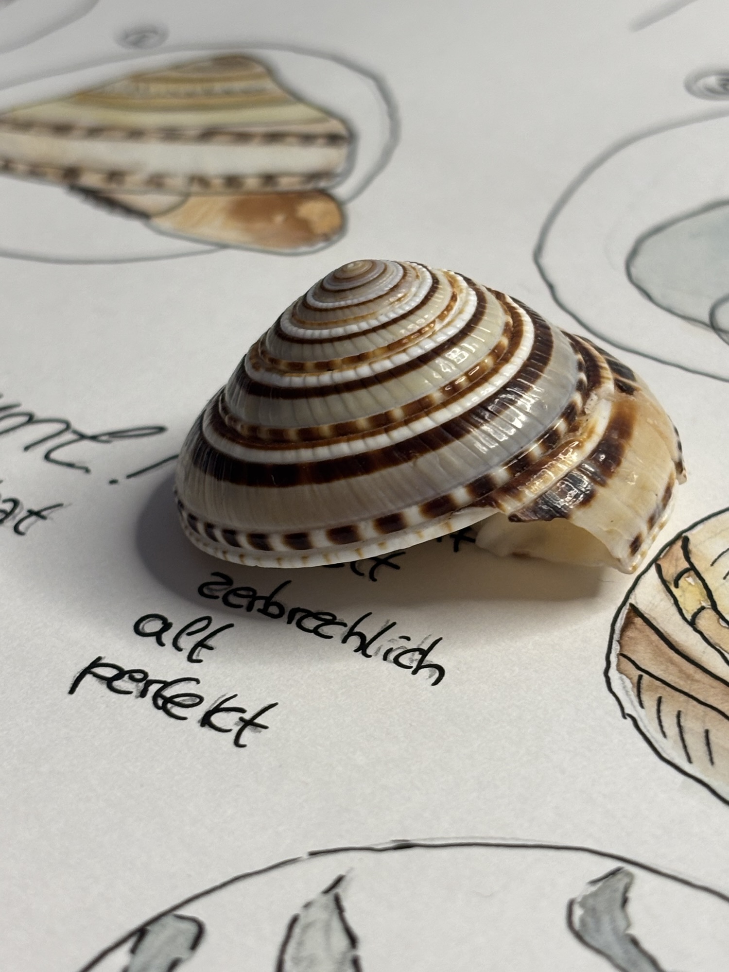 Nature Journaling: 1 Objekt – 9 Wege
