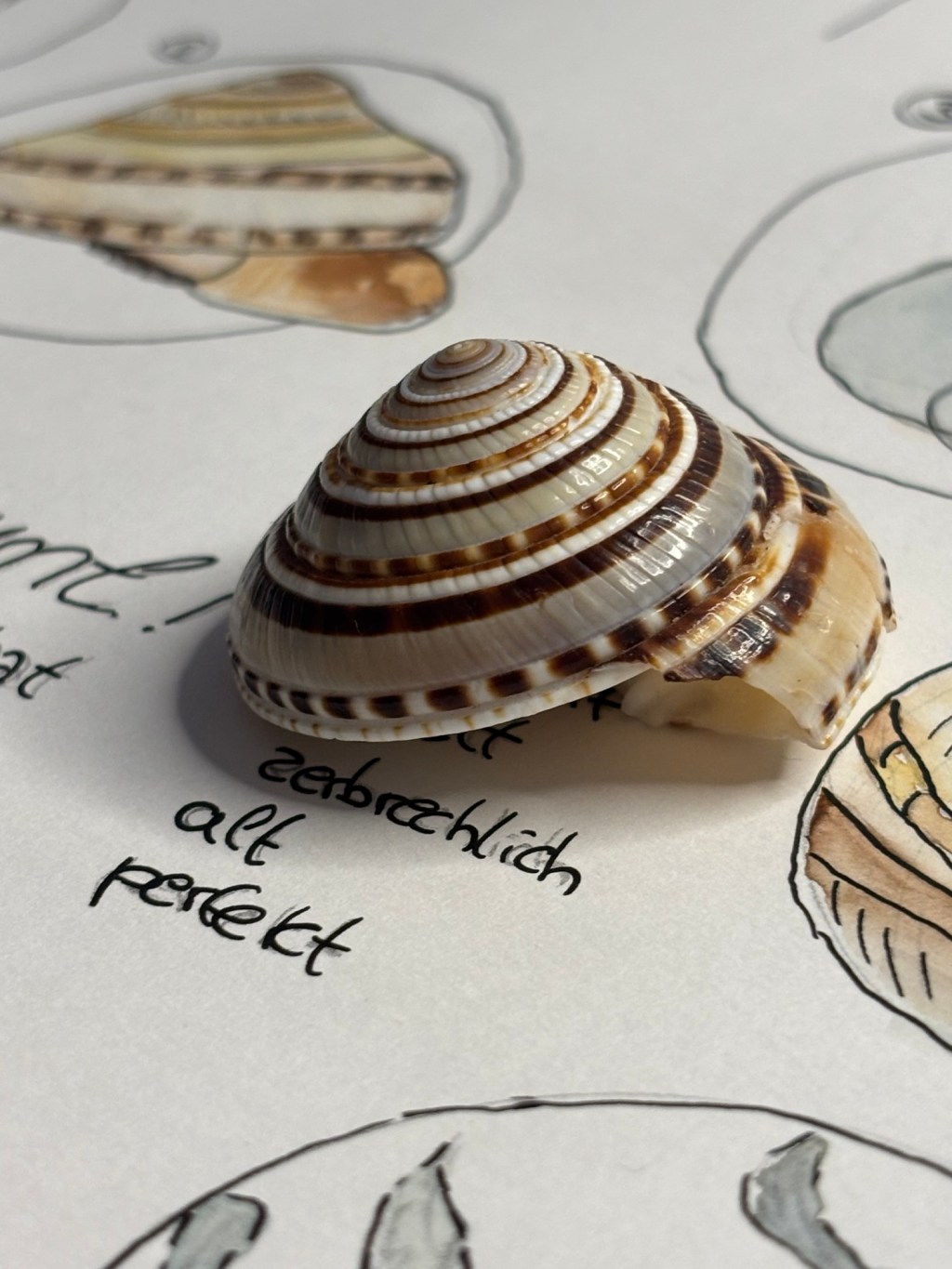 Nature Journaling: 1 Objekt – 9 Wege