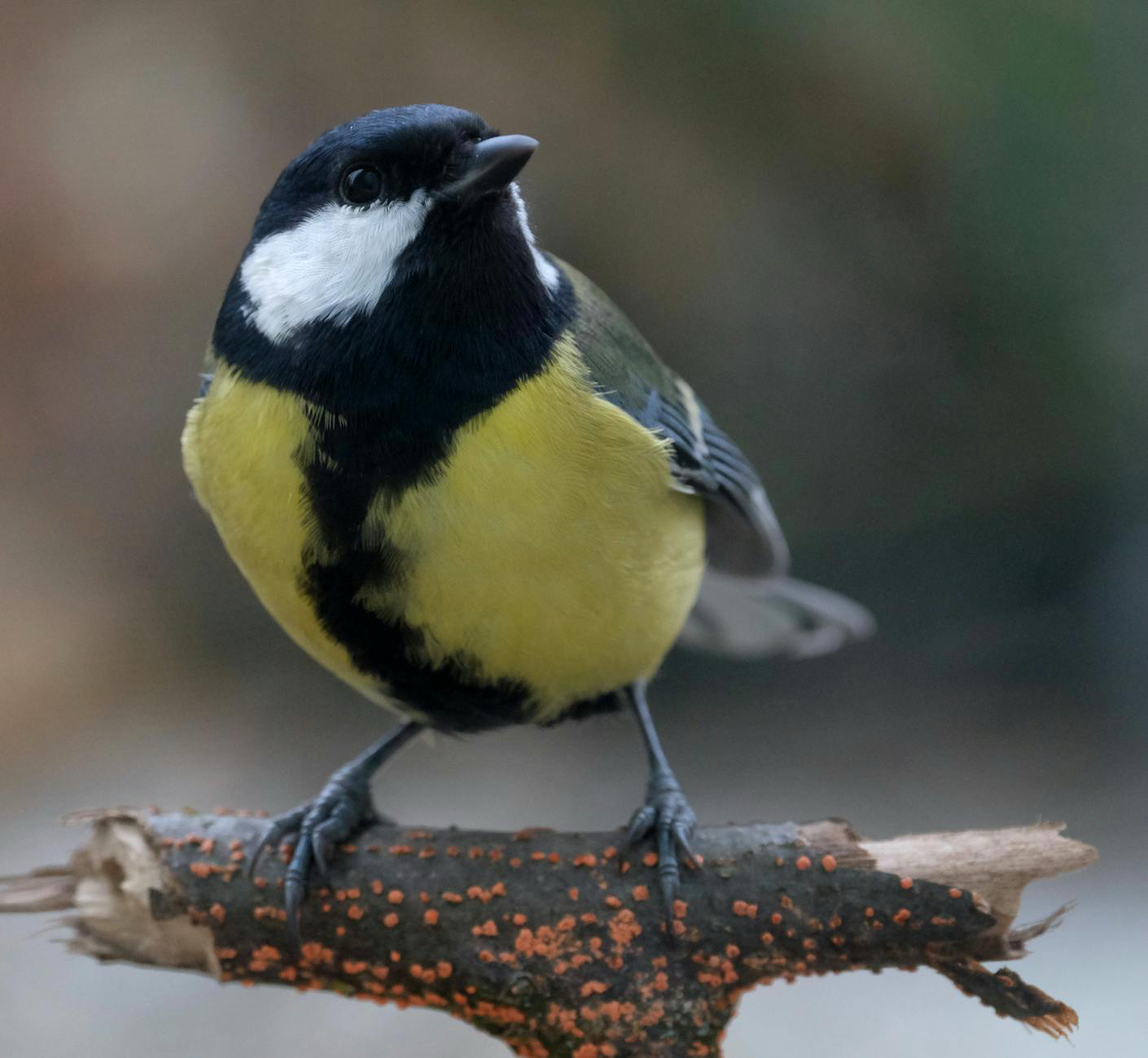 Einfache Ideen, um mit Kindern Vögel im Frühling zu beobachten