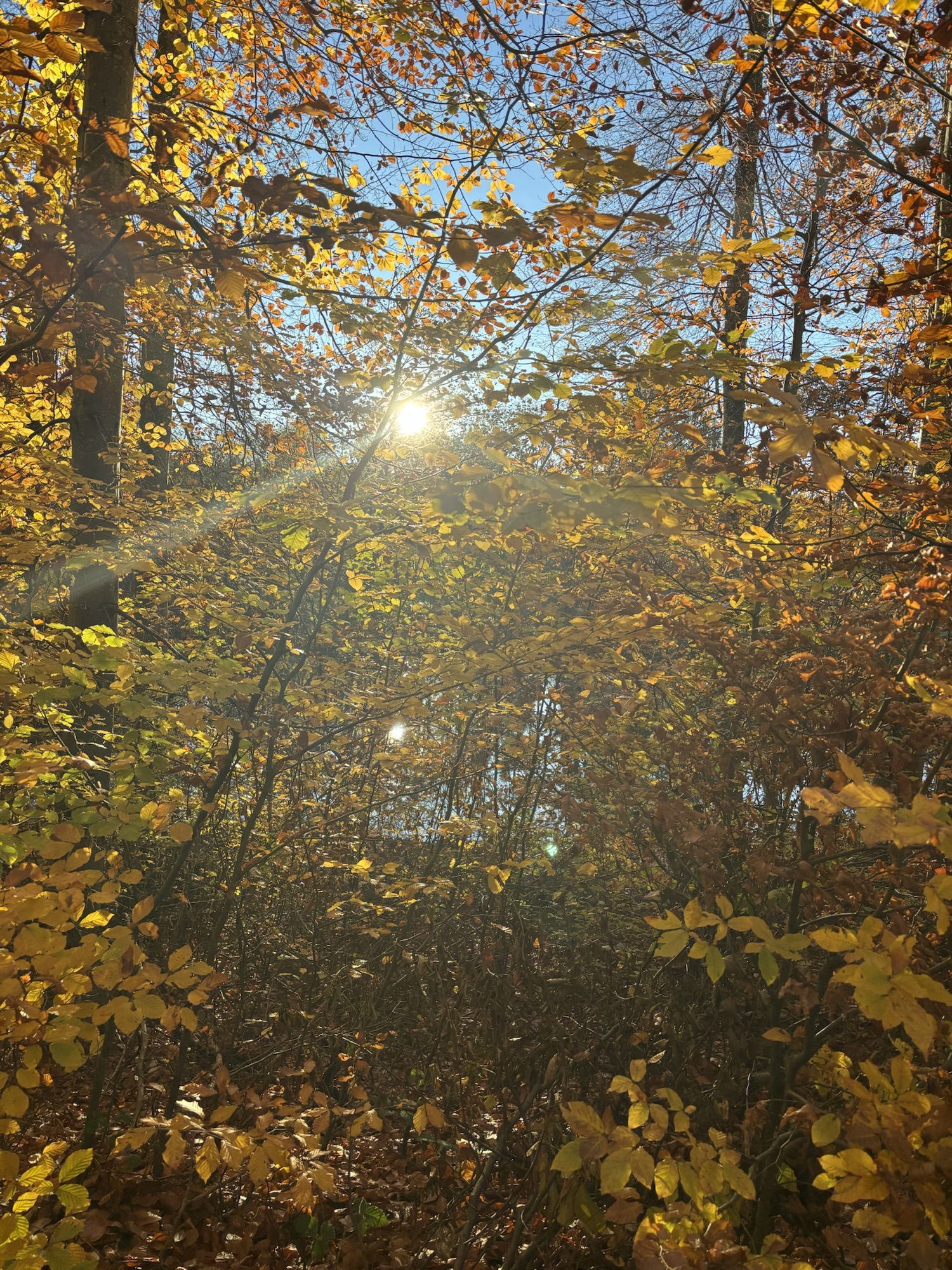 Waldbaden mit Kindern